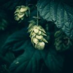 Natural Beer Alcohol Content: 7 Proven Ways to Avoid Confusing Mislabels