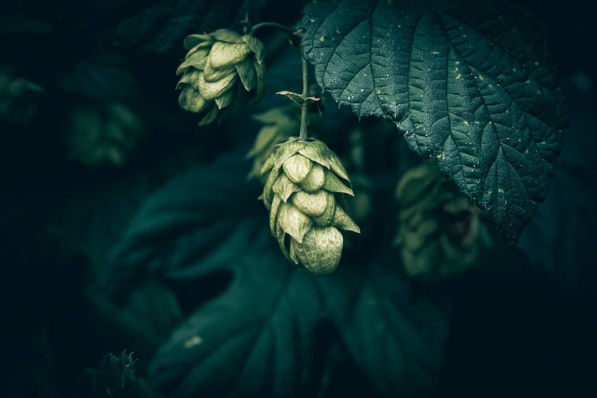 Natural Beer Alcohol Content: 7 Proven Ways to Avoid Confusing Mislabels